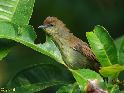 STRIPED TIT BABBLER