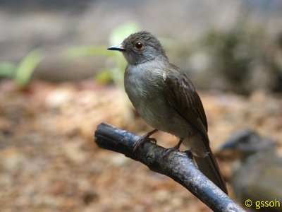 SPECTACLED BULBUL