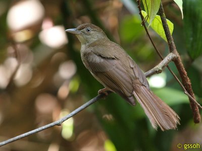 BUFF-VENTED BULBUL