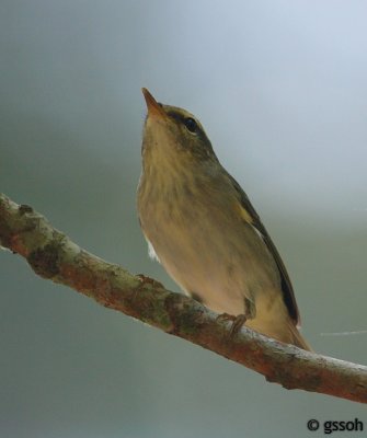 ARCTIC WARBLER