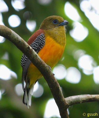 ORANGE-BREASTED TROGON