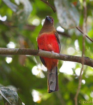 DIARD'S TROGON