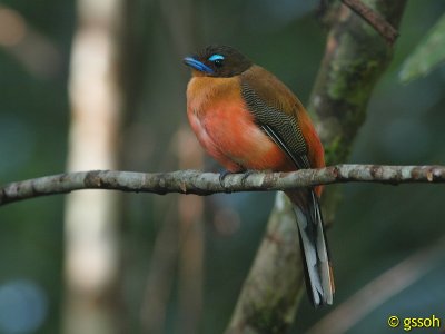 SCARLET-RUMPED TROGON