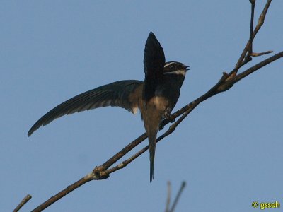 WHISKERED TREESWIFT