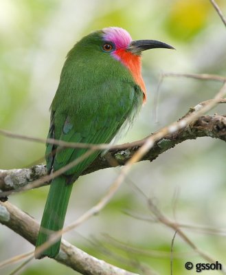 RED-BEARDED BEE-EATER