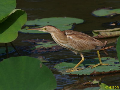 YELLOW BITTERN