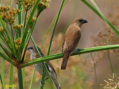 SCALY-BREASTED MUNIA