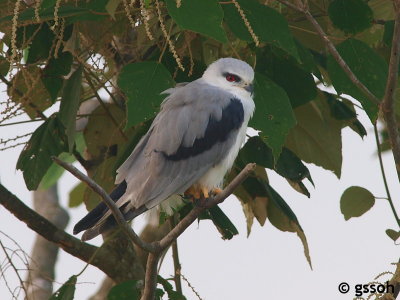 BLACK-SHOULDERED KITE