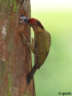 LACED WOODPECKER