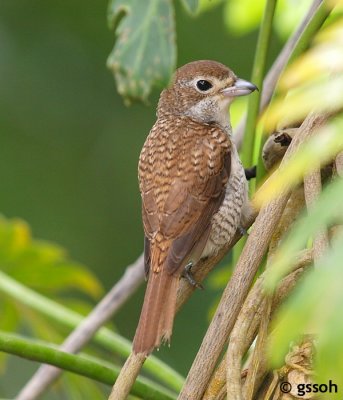 TIGER SHRIKE