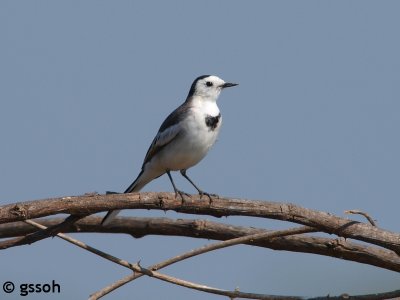 WHITE WAGTAIL