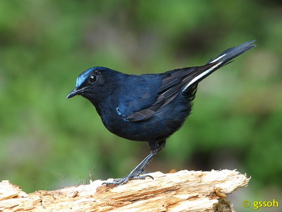 WHITE-TAILED ROBIN