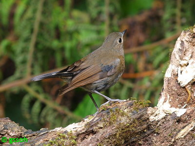 WHITE-TAILED ROBIN