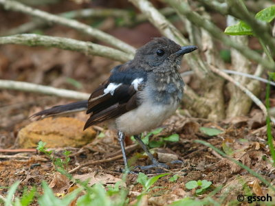 ORIENTAL MAGPIE ROBIN