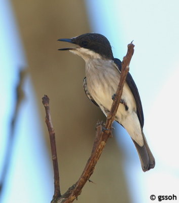 100422-SEPI-199a.jpg