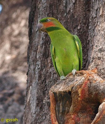 LONG-TAILED PARAKEET