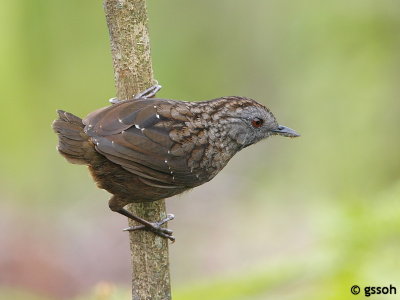 STREAKED WREN BABBLER