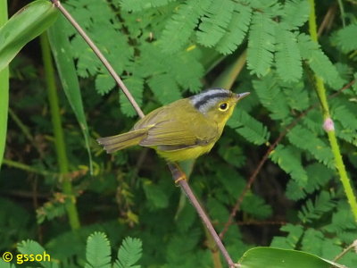 OMEI SPECTACLED WARBLER