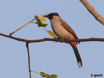 101119-DL-246a.jpg