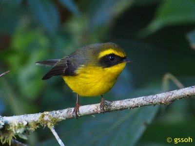 YELLOW-BELLIED FANTAIL