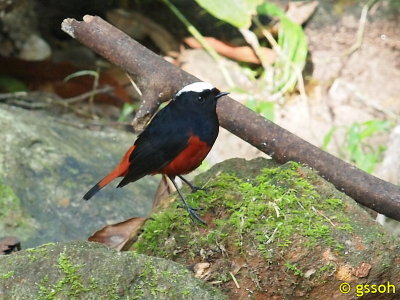 WHITE-CAPPED WATER REDSTART
