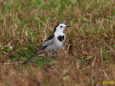 WHITE WAGTAIL