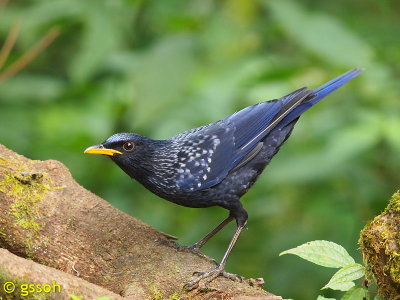 BLUE WHISTLING THRUSH