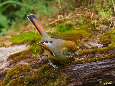 CHESTNUT-TAILED MINLA