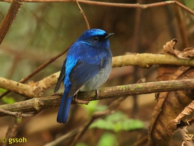 SMALL NILTAVA