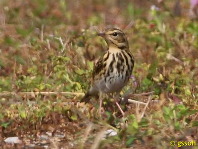 OLIVE-BACKED PIPIT