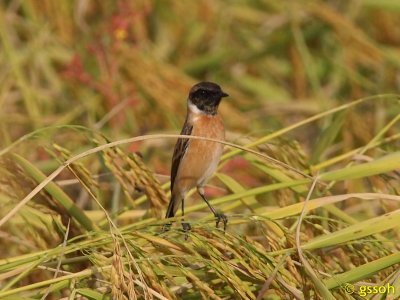 SIBERIAN STONECHAT