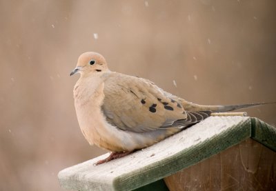 mourning dove
