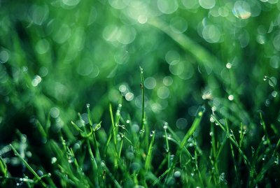 XX Grass dew.jpg