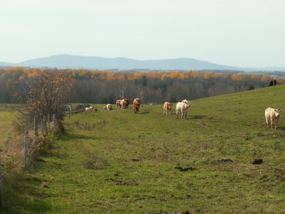 Johnville Cows.jpg