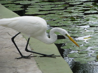 bird.JPG