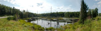 10 - Swampscape