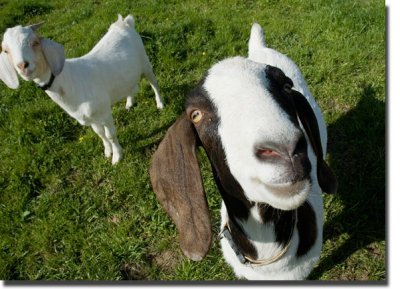 scape goats (DO NOT VOTE)