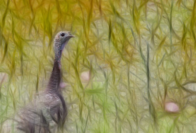 fractal turkey
