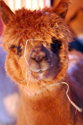 Alpacas are so cute