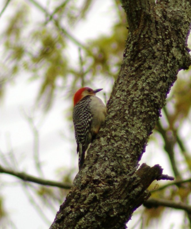 DSC02545.JPG