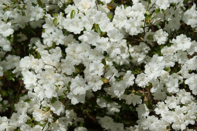 azalea 3.JPG