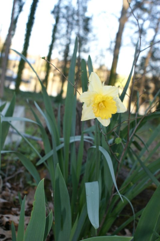 Buttercup.JPG
