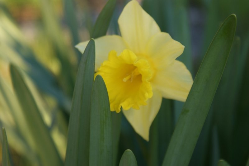 buttercup 2.JPG