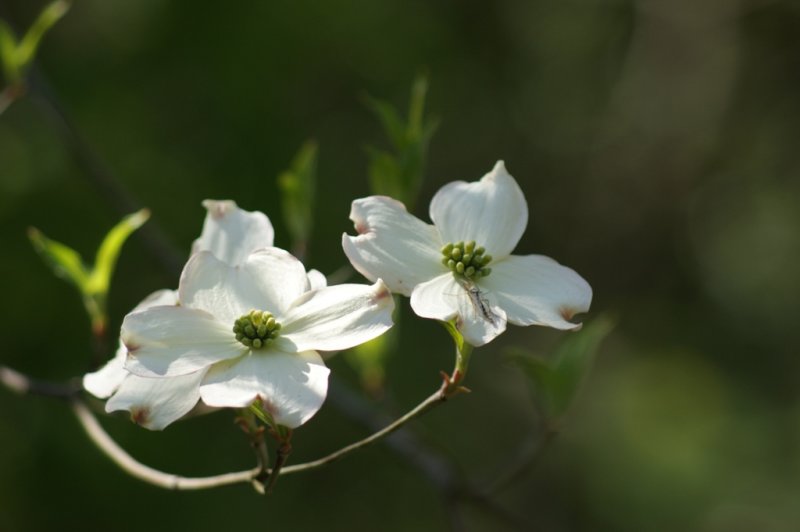 dogwood.jpg