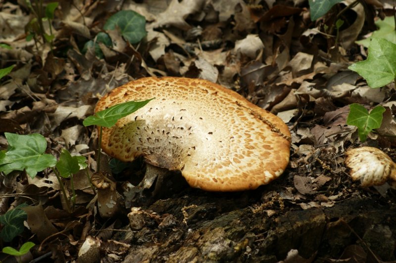 mushroom 2.JPG