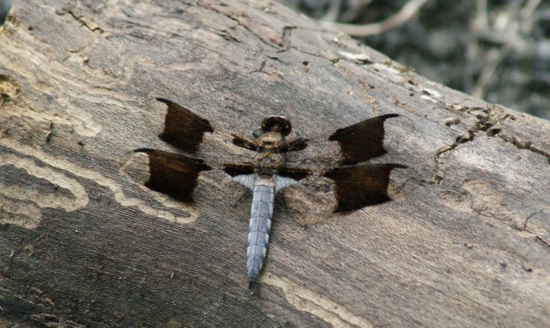 dragonfly1.JPG