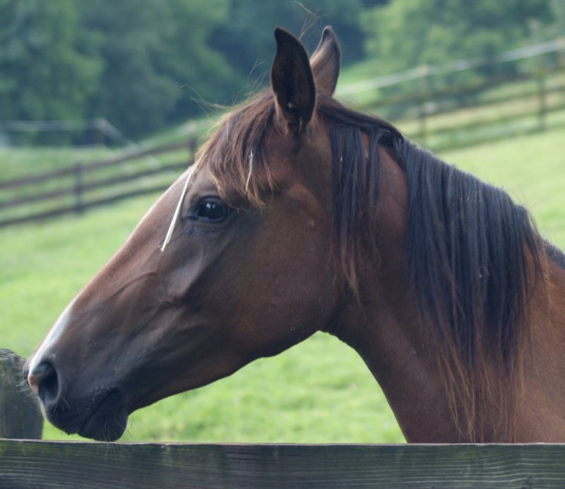 horse2.JPG