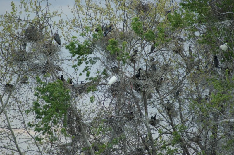 March 2009 Nests2