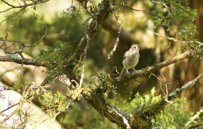 titmouse.JPG