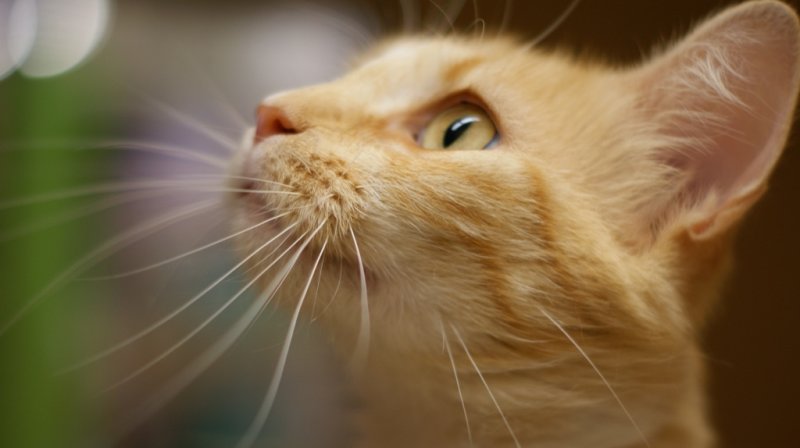Marmelade - adopted